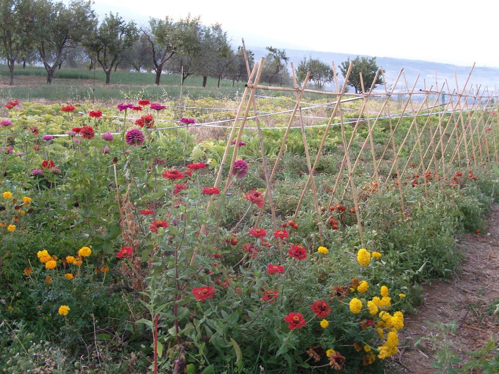 Agriturismo Papageno Rignano sullʼArno Eksteriør billede